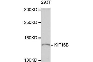 Image no. 1 for anti-Kinesin Family Member 16B (KIF16B) antibody (ABIN4904152)