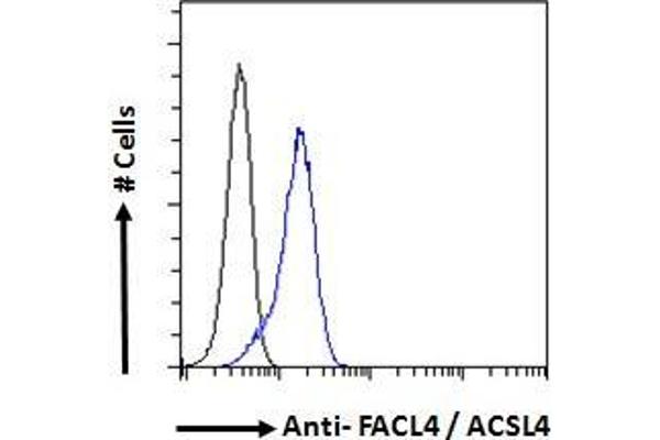 anti-Acyl-CoA Synthetase Long-Chain Family Member 4 (ACSL4) (C-Term) antibody