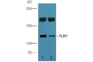 Image no. 1 for anti-Toll-Like Receptor 7 (TLR7) (AA 461-560) antibody (ABIN718691)
