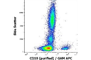 Image no. 1 for anti-CD19 Molecule (CD19) antibody (ABIN509573)