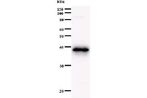 Image no. 1 for anti-Cell Division Cycle 45 Homolog (S. Cerevisiae) (CDC45) antibody (ABIN930981)