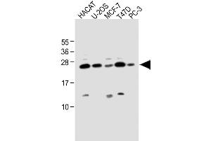 Image no. 2 for anti-Scleraxis (SCXA) (AA 172-201), (C-Term) antibody (ABIN654398)