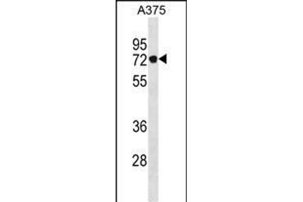 Podocan antibody  (C-Term)