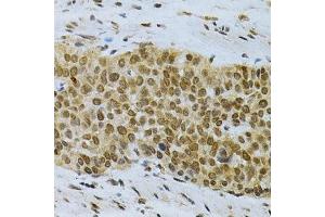 Image no. 4 for anti-ELAV (Embryonic Lethal, Abnormal Vision, Drosophila)-Like 1 (Hu Antigen R) (ELAVL1) antibody (ABIN3022231)