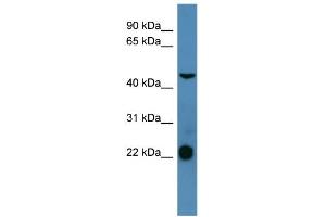 Image no. 1 for anti-Somatostatin Receptor 1 (SSTR1) (C-Term) antibody (ABIN2788117)
