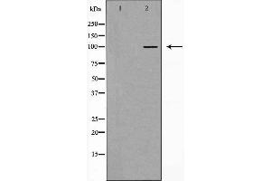 Image no. 2 for anti-Egf-Like Module Containing, Mucin-Like, Hormone Receptor-Like 1 (EMR1) (C-Term) antibody (ABIN6258147)