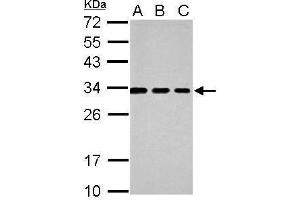 anti-Tetraspanin 3 (TSPAN3) (Center) antibody