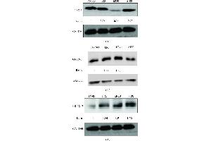 Image no. 10 for anti-Glyceraldehyde-3-Phosphate Dehydrogenase (GAPDH) (Center) antibody (ABIN2857072)