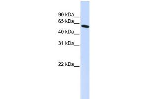 Image no. 1 for anti-PDZ and LIM Domain 5 (PDLIM5) (N-Term) antibody (ABIN2780775)