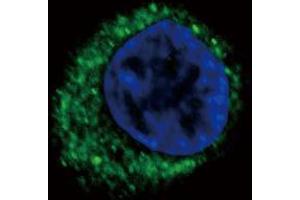Immunofluorescence (IF) image for anti-Endothelin Receptor Type A (EDNRA) antibody (ABIN2158634)