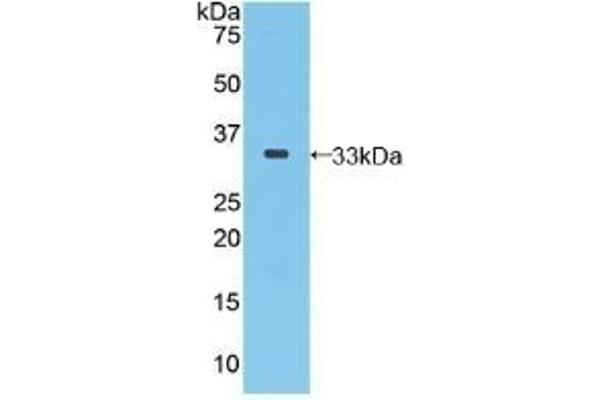 SEPP1 antibody  (AA 60-274)