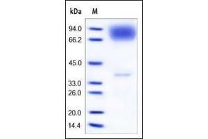 Image no. 1 for Neuroligin Y (NLGN4Y) (AA 44-676) protein (His tag) (ABIN2181542)