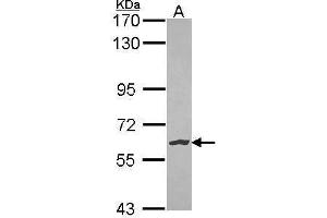Image no. 4 for anti-Nemo-Like Kinase (NLK) (Center) antibody (ABIN2856544)