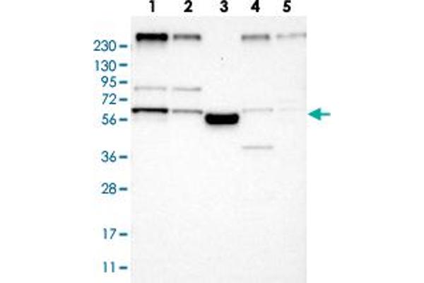 FAM134C anticorps