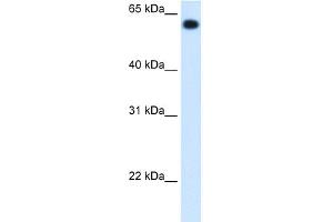 Image no. 2 for anti-Aldehyde Dehydrogenase 4 Family, Member A1 (ALDH4A1) (C-Term) antibody (ABIN2782324)