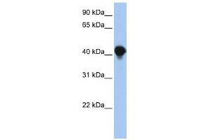 Image no. 1 for anti-Protein tyrosine Phosphatase-Like A Domain Containing 1 (PTPLAD1) (N-Term) antibody (ABIN634531)