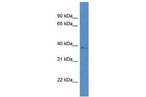 Image no. 1 for anti-Aldo-Keto Reductase Family 1, Member D1 (AKR1D1) (Middle Region) antibody (ABIN926610)