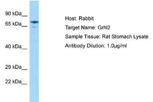Image no. 1 for anti-Grainyhead-Like 2 (GRHL2) (N-Term) antibody (ABIN2778357)
