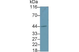 FCER2 Antikörper  (AA 151-321)
