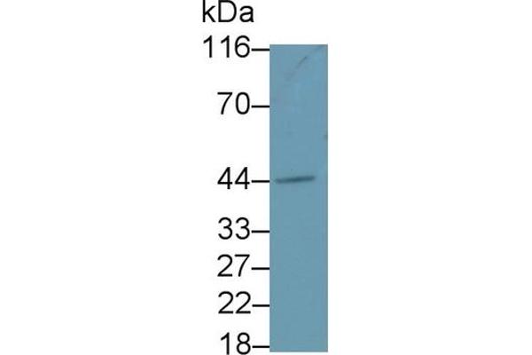 FCER2 antibody  (AA 151-321)