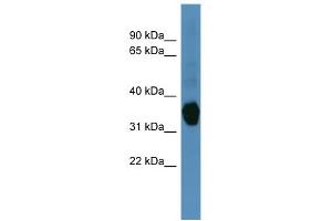 Image no. 1 for anti-Dihydrodiol Dehydrogenase (DDH) (N-Term) antibody (ABIN2788359)