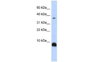 Image no. 1 for anti-Tachykinin 3 (TAC3) antibody (ABIN2458648)