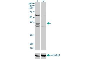 Image no. 2 for anti-Paired Box 9 (PAX9) (AA 205-300) antibody (ABIN518645)