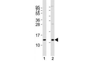 Image no. 2 for anti-Chemokine (C-X-C Motif) Ligand 12 (CXCL12) antibody (ABIN3028568)