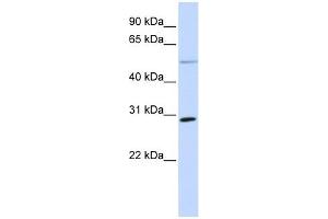 Image no. 1 for anti-Microfibrillar-Associated Protein 4 (MFAP4) (N-Term) antibody (ABIN634642)