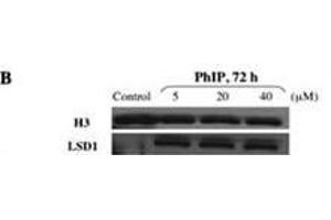 Image no. 3 for anti-Lysine (K)-Specific Demethylase 1A (KDM1A) (AA 819-852), (C-Term) antibody (ABIN388023)
