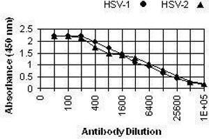 Image no. 1 for anti-Herpes Simplex Virus ICP5 (HSV ICP5) antibody (ABIN265570)