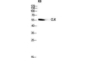 Image no. 2 for anti-CDC like Kinase 1 (CLK1) (Internal Region) antibody (ABIN3183960)