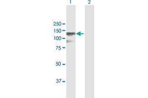 Western Blot analysis of CSF3R expression in transfected 293T cell line by CSF3R MaxPab polyclonal antibody.