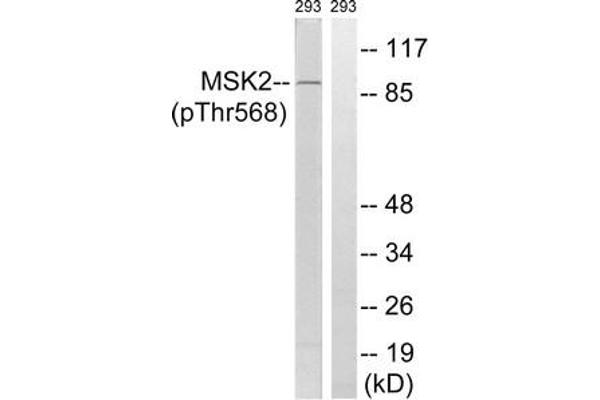 MSK2 anticorps  (pThr568)