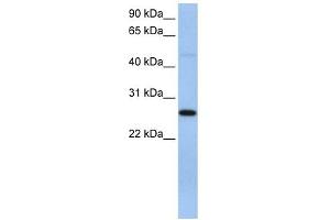 Image no. 1 for anti-Eukaryotic Translation Initiation Factor 4H (EIF4H) (C-Term) antibody (ABIN633301)