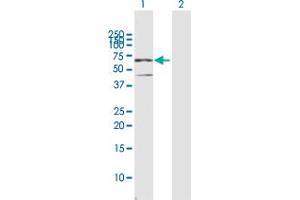 Western Blot analysis of CSTF2 expression in transfected 293T cell line by CSTF2 MaxPab polyclonal antibody.