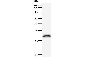 Image no. 1 for anti-Mastermind-Like 3 (MAML3) antibody (ABIN931064)