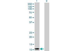Image no. 1 for anti-Apolipoprotein C-IV (APOC4) (AA 1-127) antibody (ABIN513419)