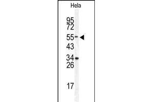 DONSON antibody  (AA 368-398)