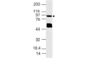 Image no. 1 for anti-Dapper, Antagonist of beta-Catenin, Homolog 1 (DACT1) (AA 645-820) antibody (ABIN5027132)