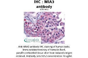 Image no. 2 for anti-Melanoma Inhibitory Activity Family, Member 3 (MIA3) (AA 1-120) antibody (ABIN1736936)