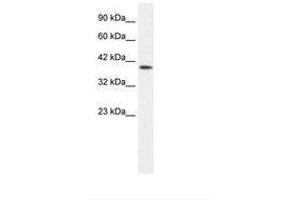 Image no. 2 for anti-Purinergic Receptor P2X, Ligand Gated Ion Channel 2 (P2RX2) (AA 106-155) antibody (ABIN203093)