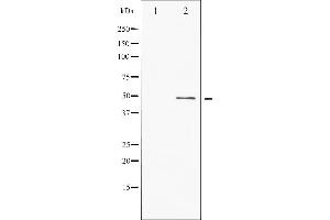 Image no. 5 for anti-Activating Transcription Factor 2 (ATF2) (pSer44), (pSer62) antibody (ABIN6255342)