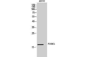 FUNDC1 antibody  (Internal Region)