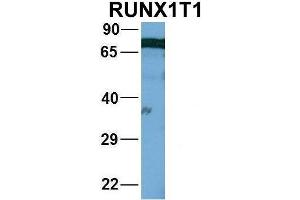 Image no. 2 for anti-Runt-Related Transcription Factor 1, Translocated To, 1 (Cyclin D-Related) (RUNX1T1) (Middle Region) antibody (ABIN2778221)