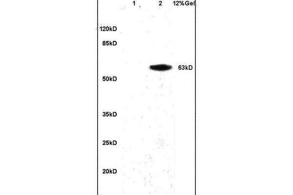 anti-Granulin (GRN) (AA 451-550) antibody