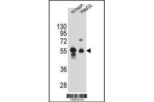 Image no. 1 for anti-Dipeptidase 3 (DPEP3) (AA 391-420), (C-Term) antibody (ABIN5535122)