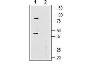 Western blot analysis of mouse BV-2 microglia cell line lysate: - 1.