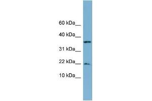 Image no. 1 for anti-Dual Specificity Phosphatase 10 (DUSP10) (N-Term) antibody (ABIN634409)