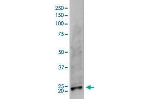 Image no. 2 for anti-Receptor Accessory Protein 1 (REEP1) (AA 111-201) antibody (ABIN5774891)
